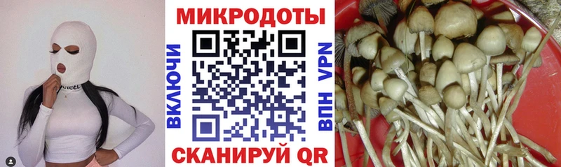 Псилоцибиновые грибы Psilocybe  Сясьстрой 